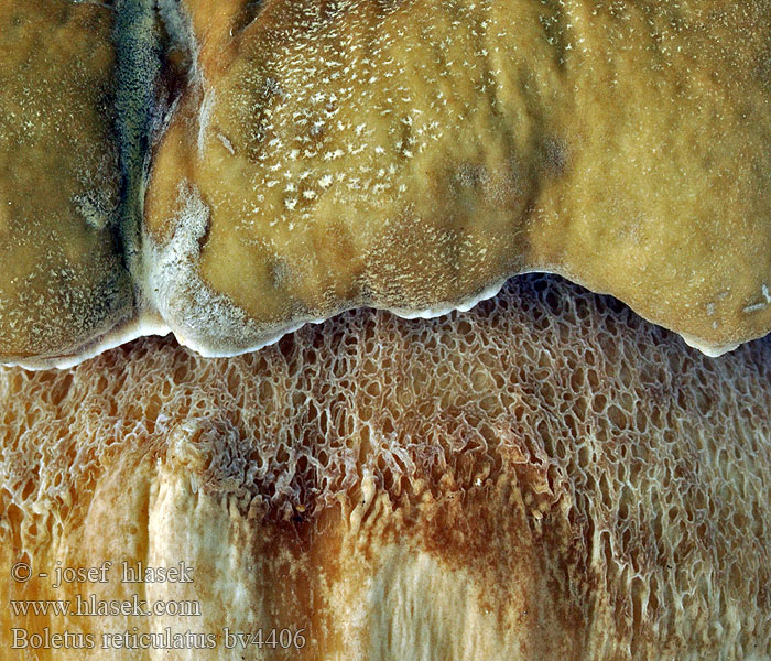 Boletus reticulatus aestivalis Finluden stensopp