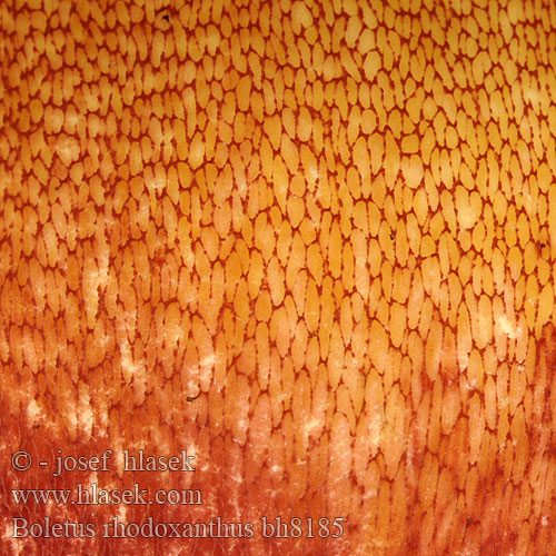 Boletus rhodoxanthus bh8185