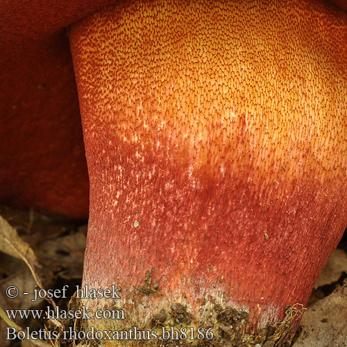 Boletus rhodoxanthus bh8186