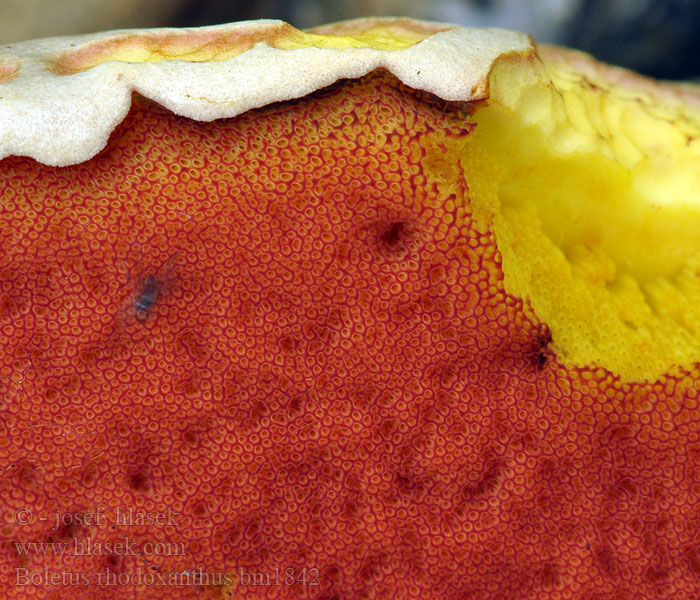 Boletus rhodoxanthus Bolet rouge jaune Hríb purpurový