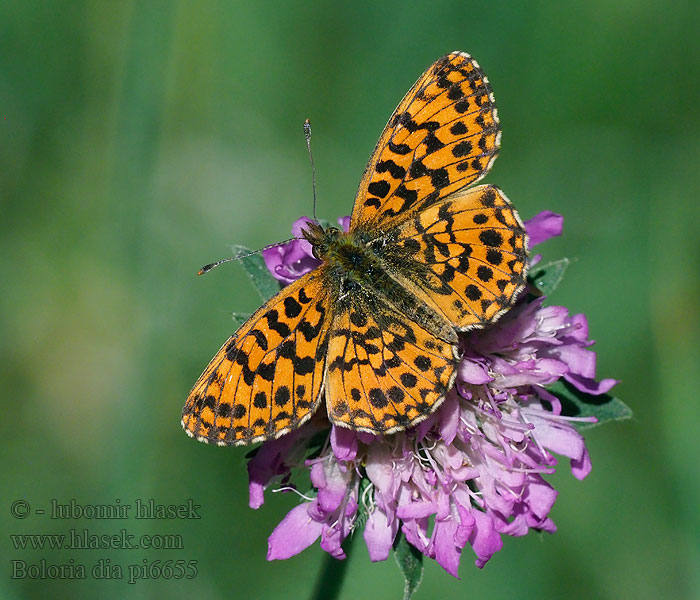 Magerrasen-Perlmutterfalter Weaver's Fritillary Boloria dia