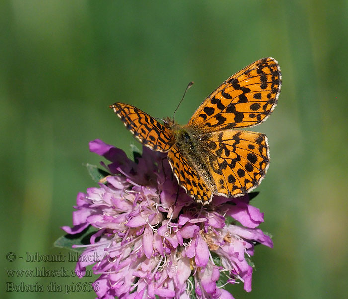 Perlovec najmenší Petite violette Перламутровка дия Boloria dia