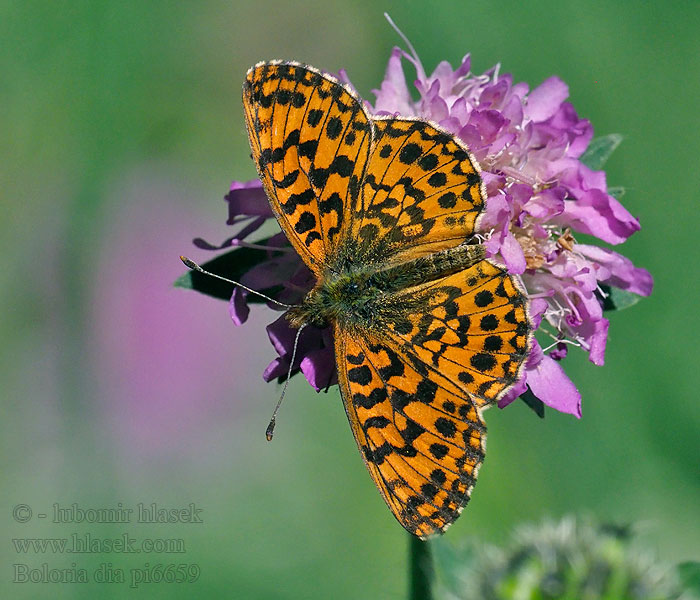 Pieni hopeatäplä Violett pärlemorfjäril Violet perlemorsommerfugl Perlada Violeta Boloria dia