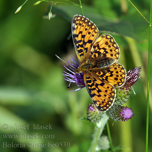 Petit Collier argenté Small Pearl-bordered Fritillary