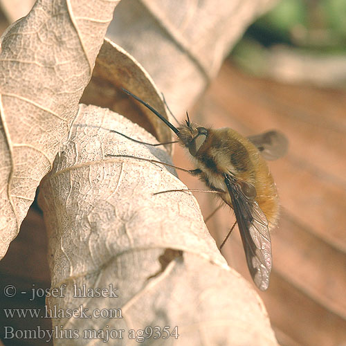 Grosser Wollschweber Large Bee Fly Dlouhososka velká
