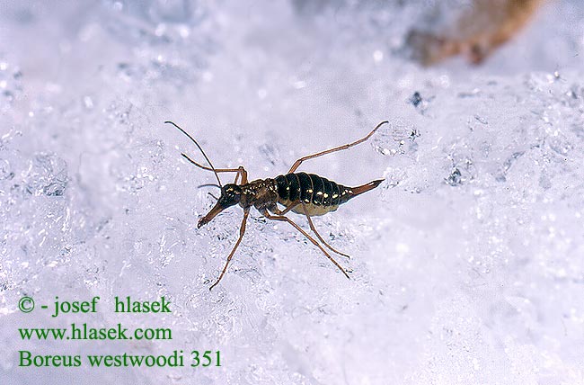 Boreus westwoodi Sněžnice lesklá Snow scorpionfly
