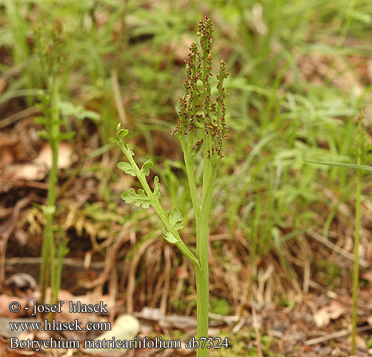 Botrychium matricariifolium Vratička heřmánkolistá