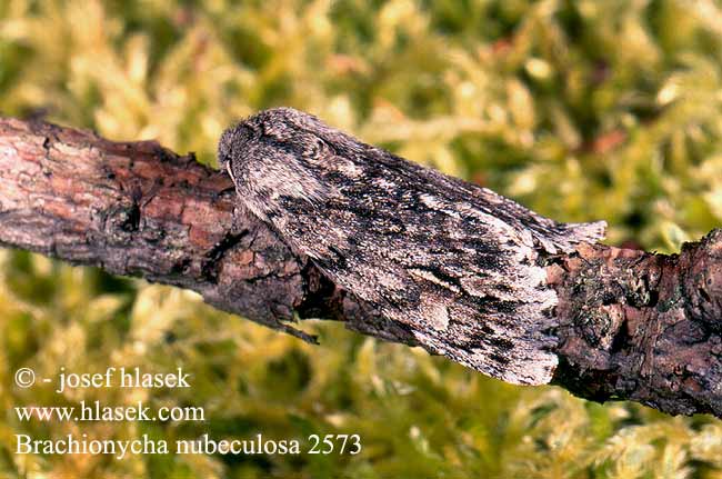 Brachionycha nubeculosa Rannoch Sprawler Frühlings-Rauhhaareule