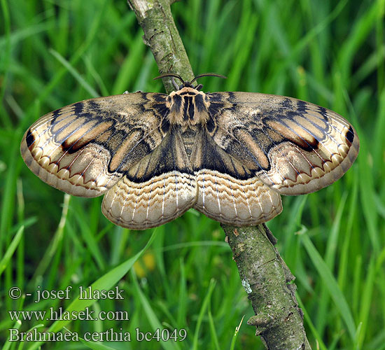 Sino Korean Owl Moth Дальневосточная брамея