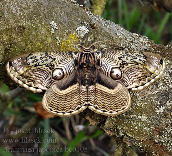 Brahmaea japonica Japanese Owl moth イボタガ