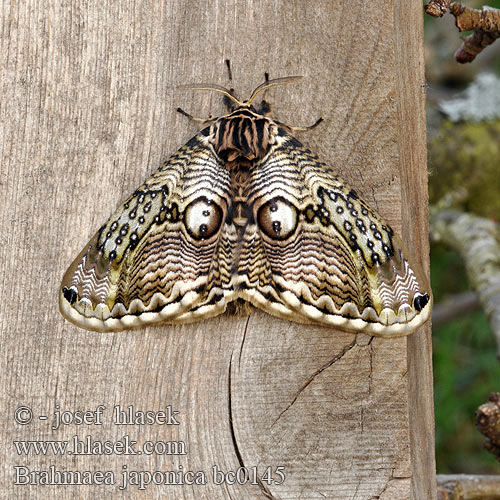 イボタガ Brahmaea japonica Japanese Owl moth