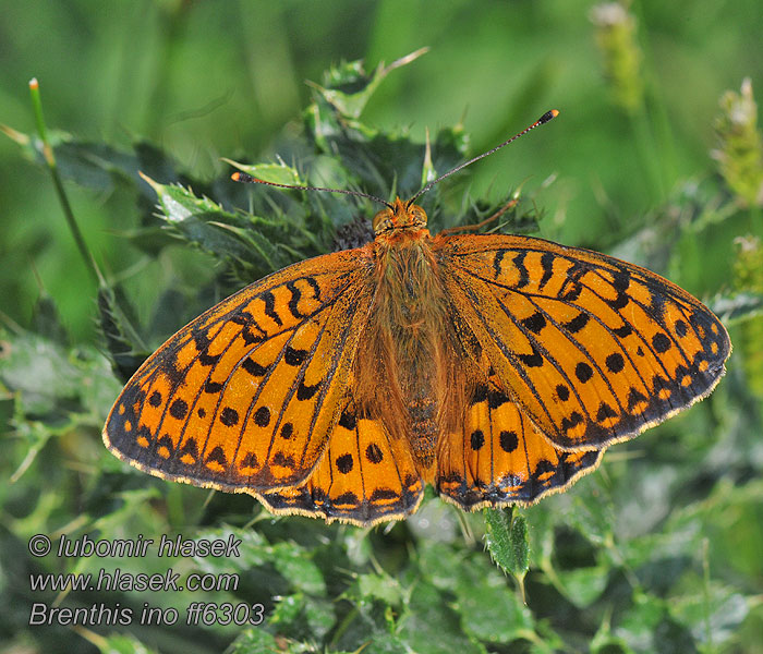 Lesser Marbled Fritillary Brenthis ino