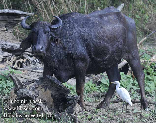 Bubalus arnee Wild water buffalo Asian Asiatic