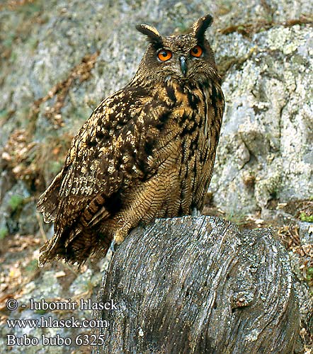 Puchacz Kassikakk Bubo bubo Eagle Owl Uhu Grand-duc Europe