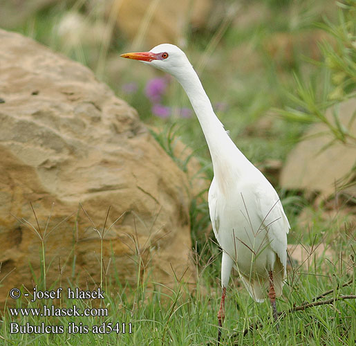 Bubulcus ibis ad5411