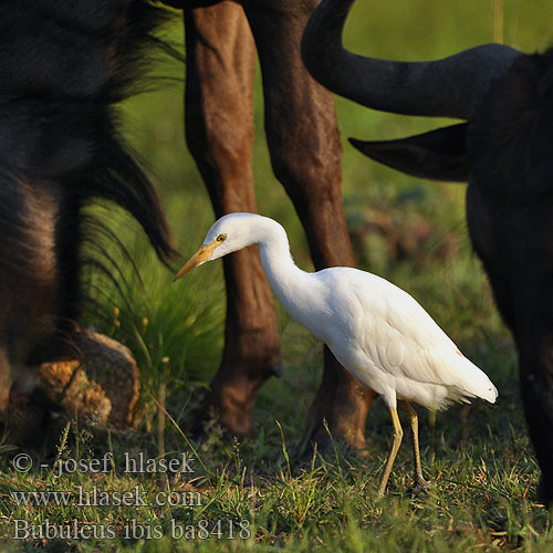 Bubulcus ibis ba8418