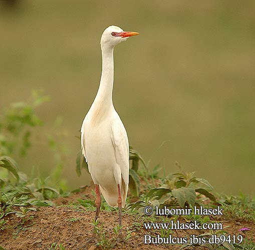 Bubulcus ibis db9419