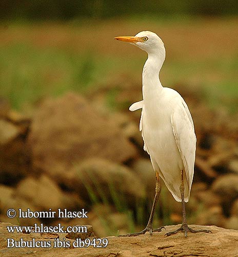 Bubulcus ibis db9429