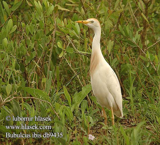 Bubulcus ibis db9435
