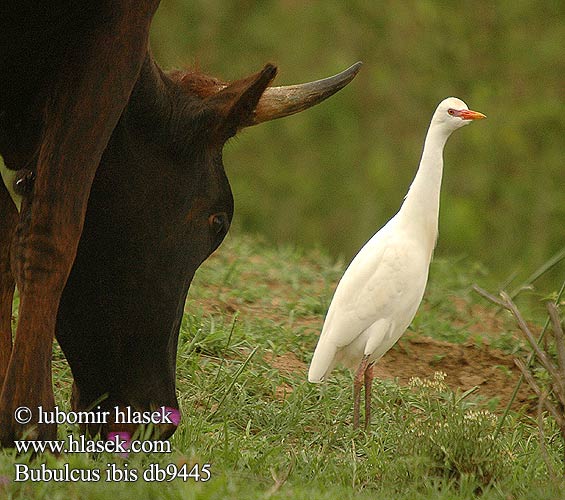 Bubulcus ibis db9445