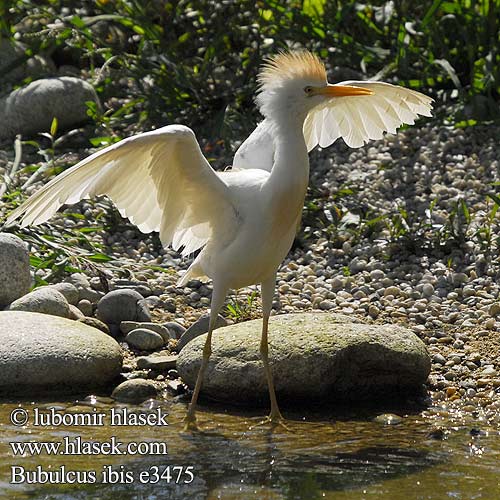 Bubulcus ibis e3475