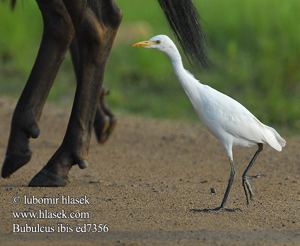 Bubulcus ibis ed7356