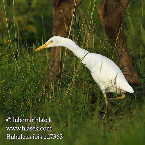 Bubulcus ibis ed7363