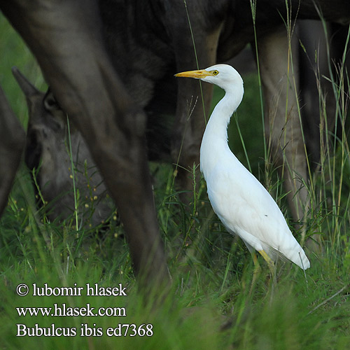 Bubulcus ibis ed7368