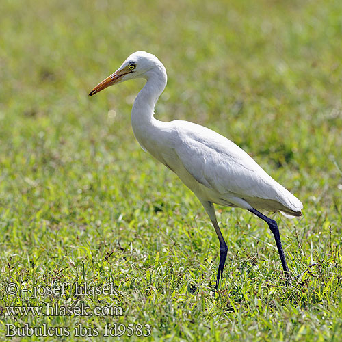 Bubulcus ibis fd9583