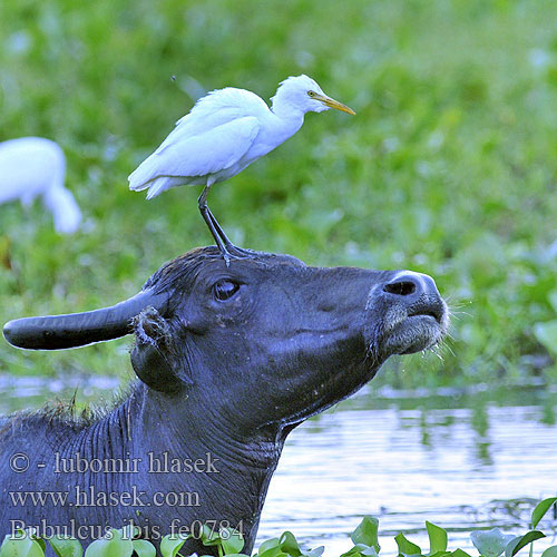 Bubulcus ibis Cattle Egret Kohejre Lehmähaikara Czapla złotawa