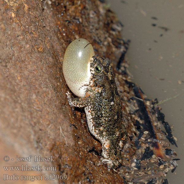 Хриплая жаба Bufo rangeri Amietophrynus