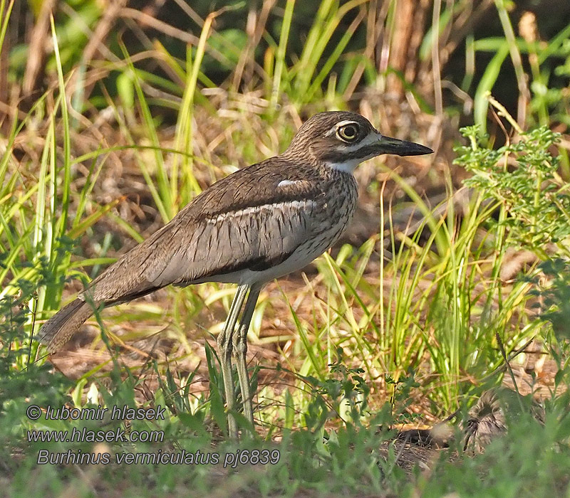 Dytík tmavý Burhinus vermiculatus