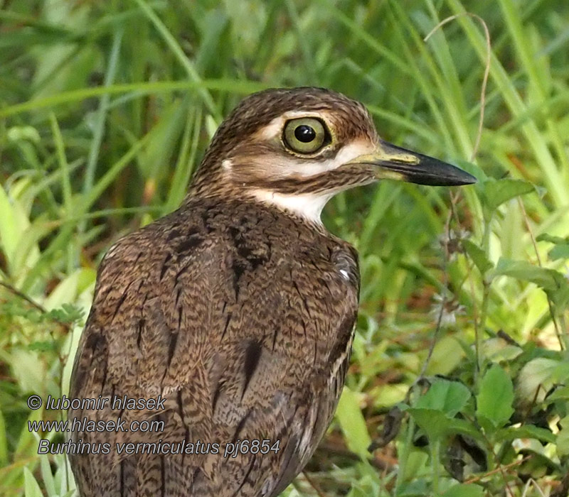 Wassertriel Kulon nadwodny Agua Dikkop Waterdikkop Burhinus vermiculatus