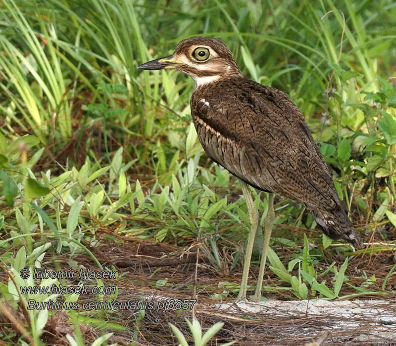 Oedicnème vermiculé Watergriel Occhione Vermicolato Burhinus vermiculatus