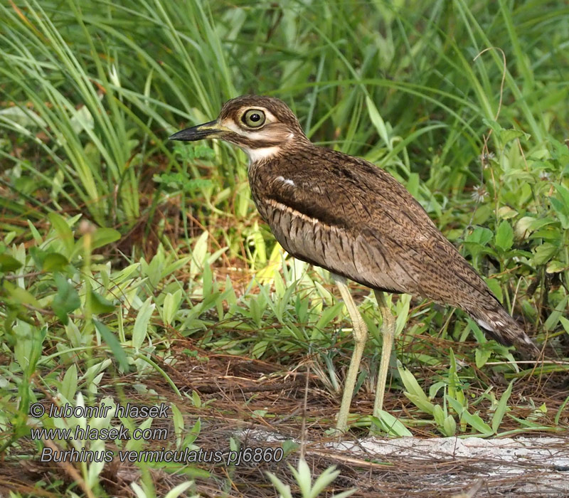 Water Thick-knee Water Dikkop Rantapaksujalka Burhinus vermiculatus