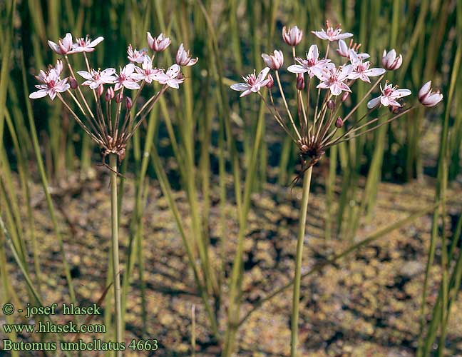 Butomus umbellatus Flowering Rush Sarjarimpi Schwanenblume