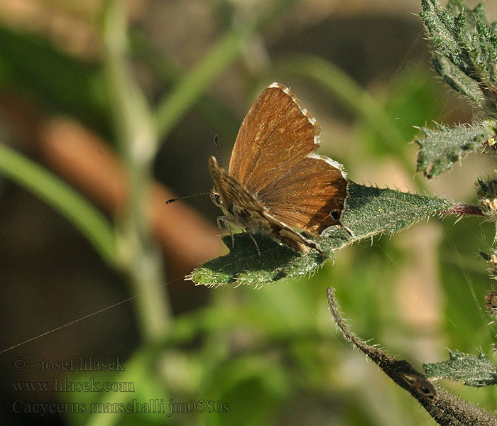 Cacyreus marshalli