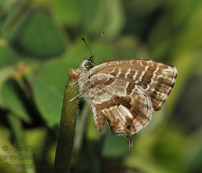 馬丁字灰蝶 Licenide geran Cacyreus marshalli