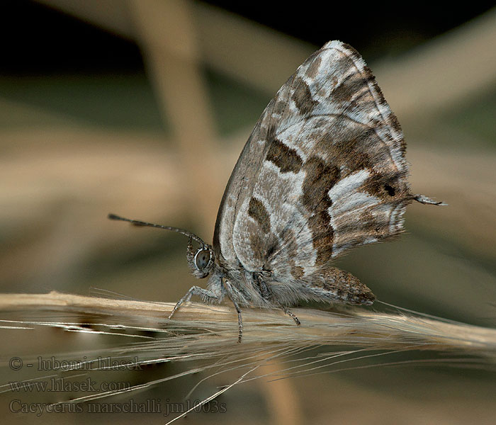 Modrásek muškátový Cacyreus marshalli