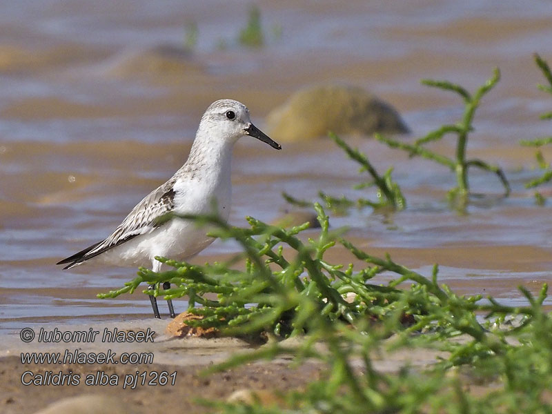 Ak kumkuşu חופית לבנה Sandlöpare Calidris alba