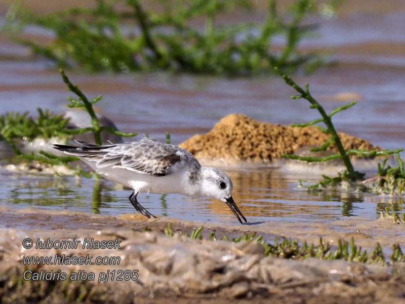 Pilrito-sanderlingo Білий побережник Drietoonstrandloper Calidris alba