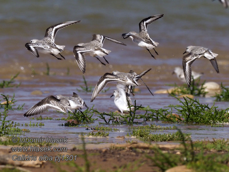 المدروان 세가락도요 Λευκοσκαλίδρα Calidris alba