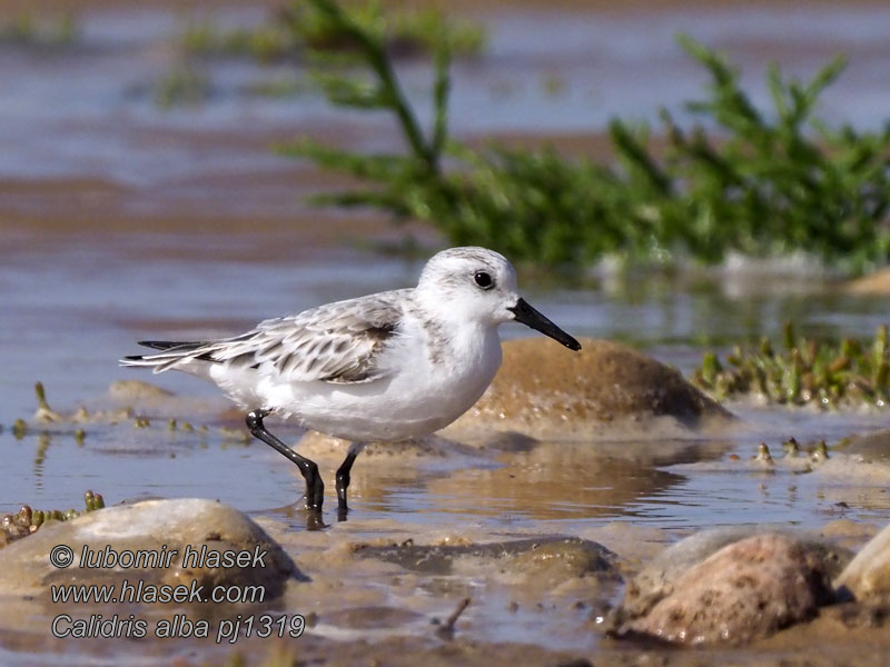 Pilro Bulebule 三趾濱鷸 Calidris alba