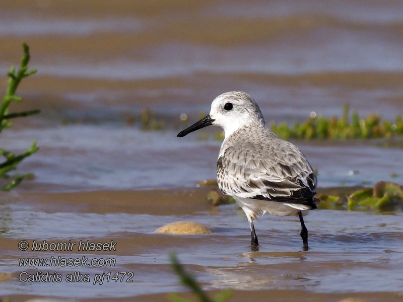 Territ de tres dits Txirri zuri Calidris alba