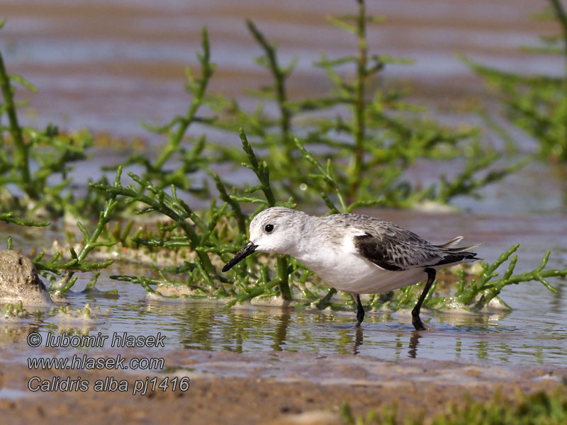 Fenyérfutó Gaiðais ðòibîtis Calidris alba