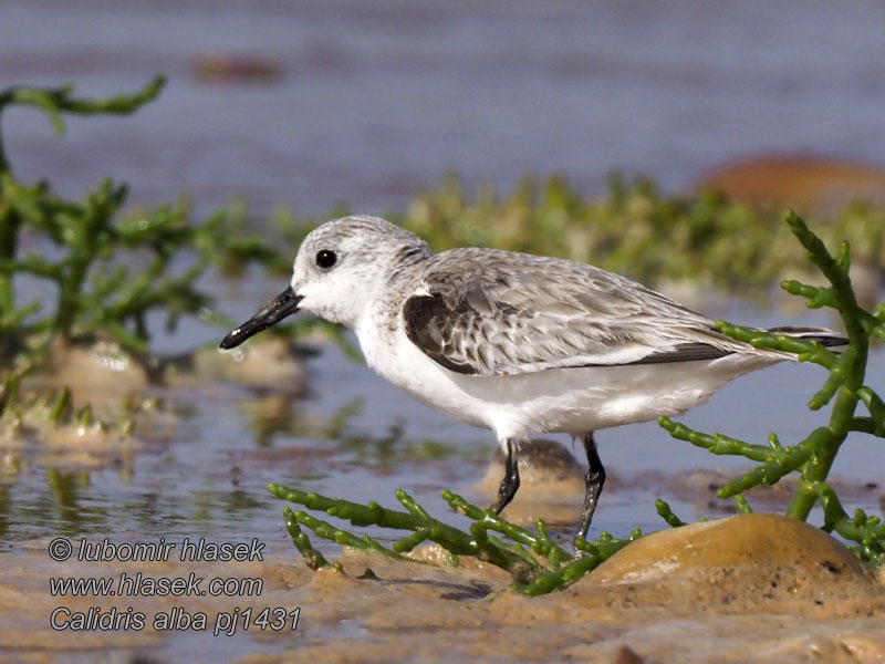 Pobrežník belavý Calidris alba