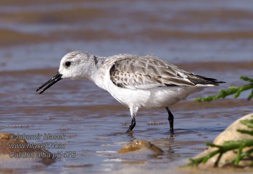 Pulmusirri Sandløper Sandlöpare Calidris alba