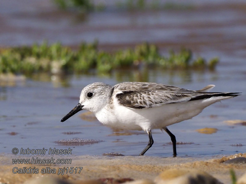 Piaskowiec Sandløber Drieteenstrandloper Calidris alba