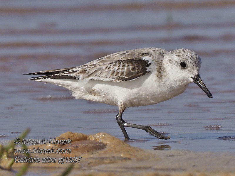 Piovanello tridattilo Pilrito-sanderlingo Calidris alba