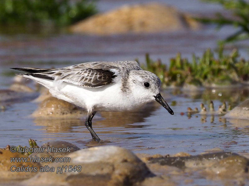 Jespák písečný Calidris alba